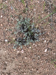 Eriogonum wrightii