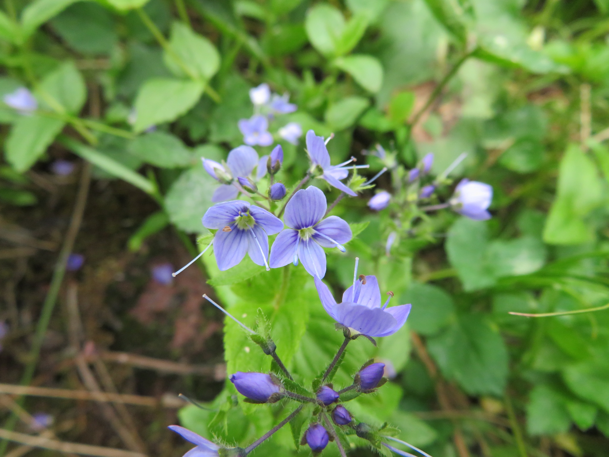 Veronica stelleri