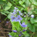 Steller's American Alpine Speedwell - Photo (c) belvedere04, some rights reserved (CC BY), uploaded by belvedere04