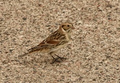 Calcarius lapponicus