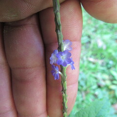 Stachytarpheta