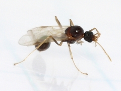 Aphaenogaster