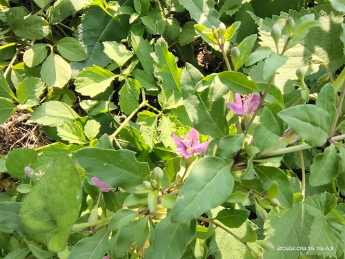 Chinese teaplant