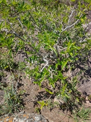 Tabernaemontana catharinensis