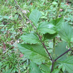 Stachytarpheta