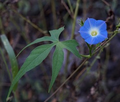 Ipomoea barbatisepala