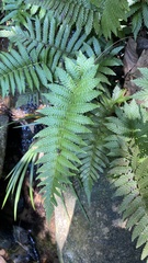 Polypodiopsida