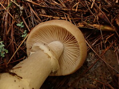 Cortinarius caperatus