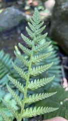 Polypodiopsida