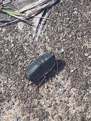 Polyzosteria limbata