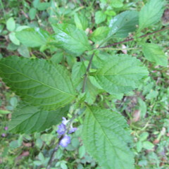 Stachytarpheta