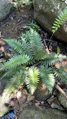 Polypodiopsida