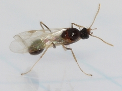 Aphaenogaster