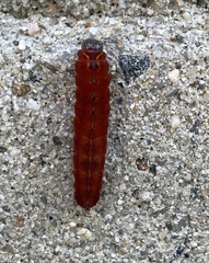 Acronicta