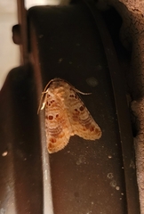 Diastema tigris