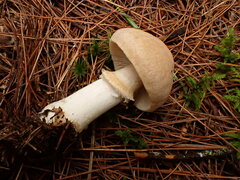 Cortinarius caperatus
