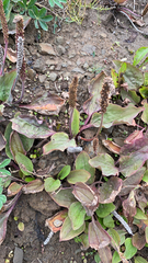 Plantago major