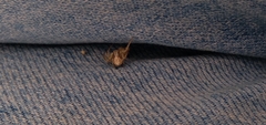 Thomisidae