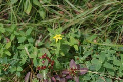 Hypericum mitchellianum