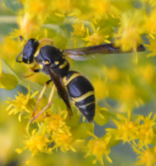 Ancistrocerus campestris
