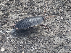 Polyzosteria limbata