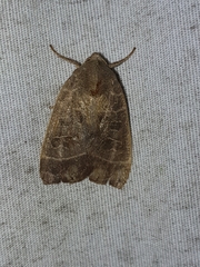 Ipimorpha pleonectusa
