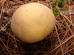 Cortinarius caperatus