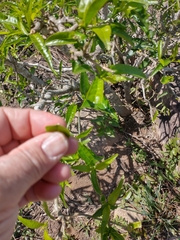 Tabernaemontana catharinensis