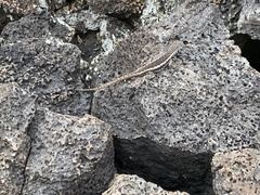 Microlophus bivittatus