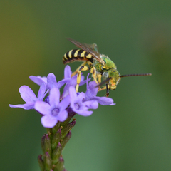 Agapostemon splendens