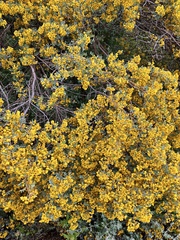 Senna artemisioides coriacea