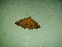 Syllectra