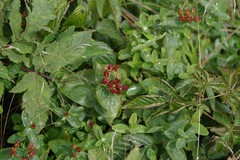 Hypericum mitchellianum