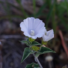 Jacquemontia pringlei