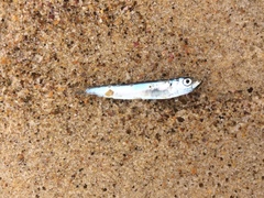 Etrumeus jacksoniensis