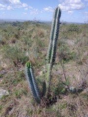 Cereus hildmannianus