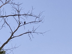 Accipiter cooperii
