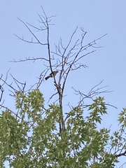 Accipiter cooperii