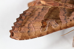 Phlogophora periculosa