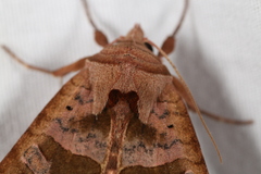 Phlogophora periculosa