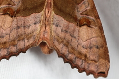 Phlogophora periculosa