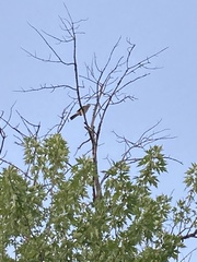 Accipiter cooperii