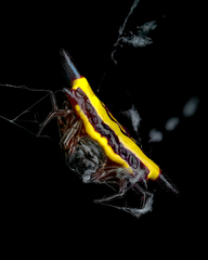 Gasteracantha fornicata