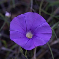 Ipomoea ternifolia