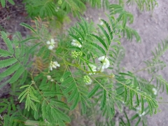 Acaciella