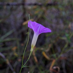 Ipomoea ternifolia