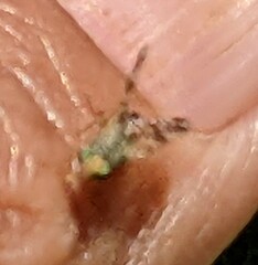 Neotephritis finalis