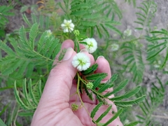 Acaciella