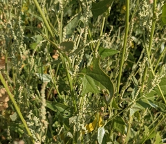Atriplex micrantha