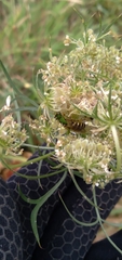 Agapostemon
